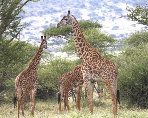 After Its Height, the Giraffe is Also Unique in How it Compensates for it