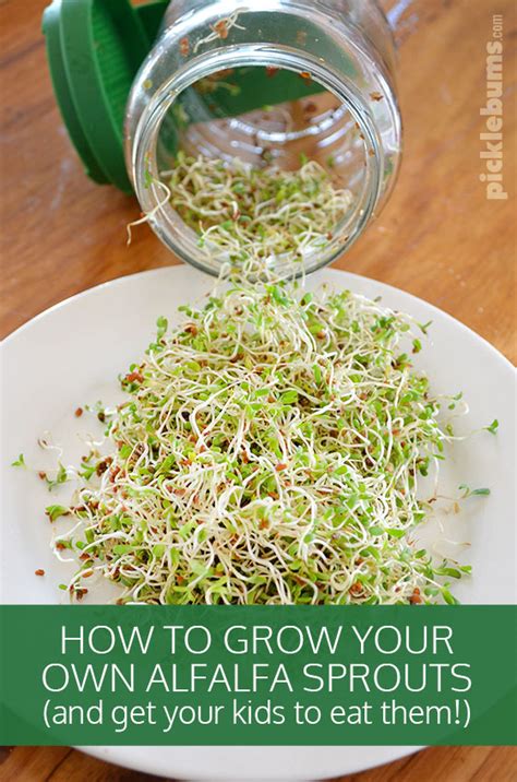 How to Grow Alfalfa Sprouts (and get the kids to eat them!) - Picklebums