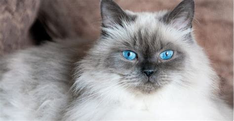 Himalayan Cat Prices in 2024: Purchase Cost, Vet Bills, and Other Costs - A-Z Animals