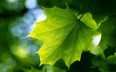 Green Leaf Wallpapers | HD Wallpapers | ID #9919