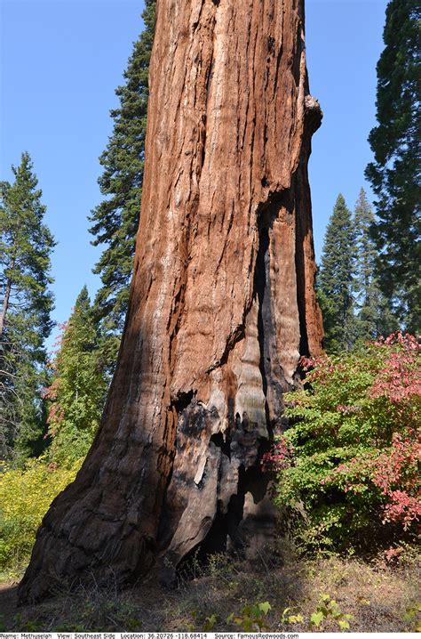 Methuselah Tree - Famous Redwoods