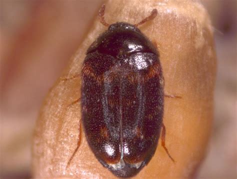 Warehouse Beetle: Identification, Life Cycle, Facts & Pictures