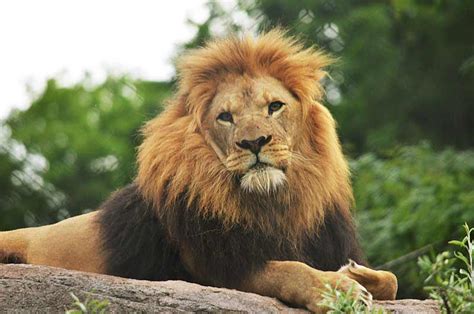 African Lion facts - Profile | Traits | Description | Behavior | Habitat - Rhino Rest