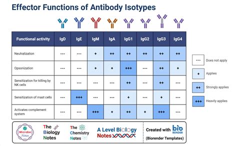 5 Types of Immunoglobulins: IgG, IgM, IgA, IgD, and IgE