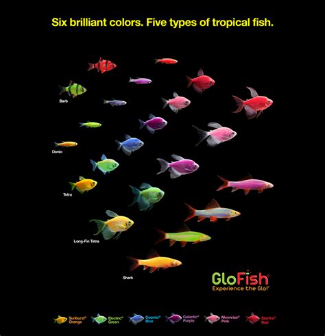 GloFish®. The most colorful pets for the most dazzling aquarium | Tetra® | Glofish, Glofish ...