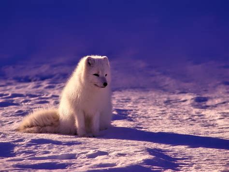 Adaptations Of An Arctic Fox - Behavioral, Structural & Physiological - Zooologist