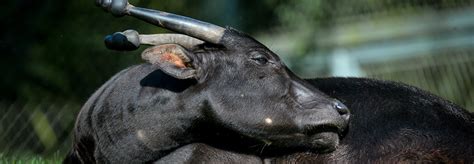 Anoa study, conservation in Indonesia: Telena Welsh Point Defiance Zoo