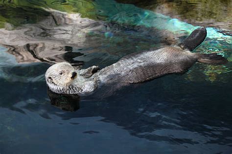 10+ Sea Otter California Swamp Otter Stock Photos, Pictures & Royalty-Free Images - iStock