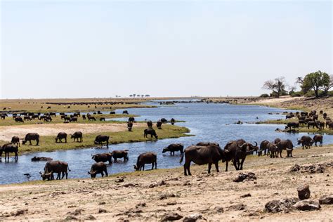 Botswana Wildlife