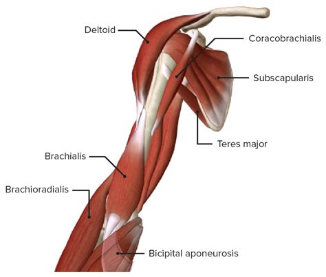 Biceps Brachii Large Arm Model Muscles Of The Upper Extremity Visual | Images and Photos finder