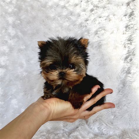 Extreme Micro Teacup Yorkie Puppy for Sale! Los angeles breeder - iHeartTeacups