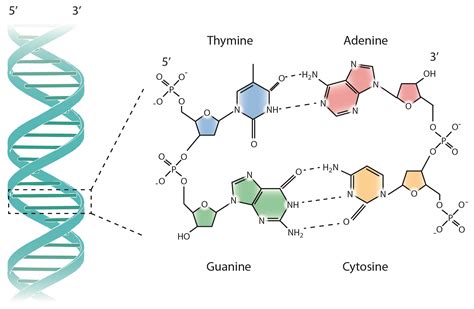 Correct Base Pairing In Dna