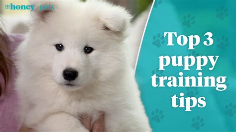 Top three puppy training tips - 9Honey