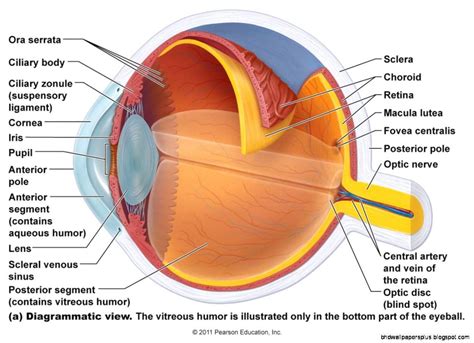 Anatomy Of The Eye Sclera - ANATOMY