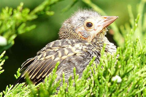 Baby Starling Bird