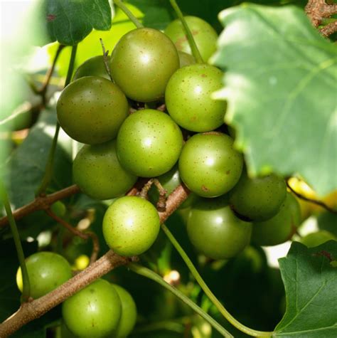 Muscadine Grape | Home & Garden Information Center