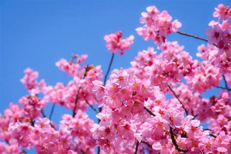 Savoring Cherry Blossom Season in Japan | Country Walkers