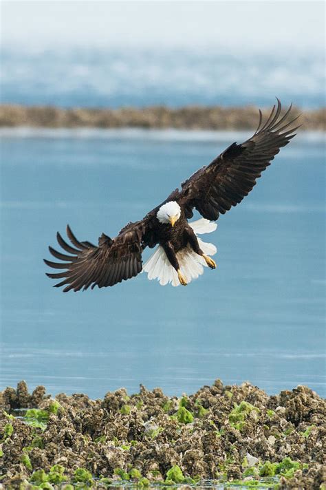 Bald Eagle Hunting Photograph by Ken Archer