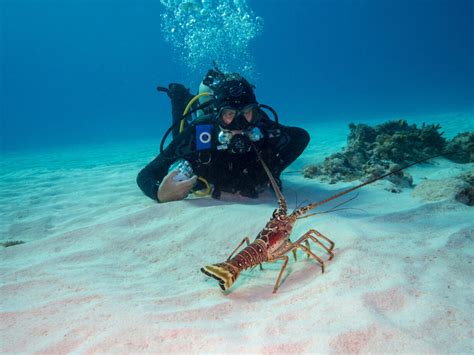 How to Properly Disinfect Scuba Diving Equipment