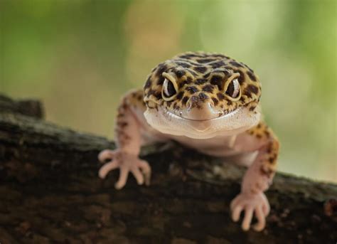 Meet the Leopard Gecko! - SeaQuest