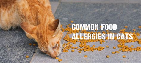 Food Allergies in Cats: Common Symptoms & How to Treat Them