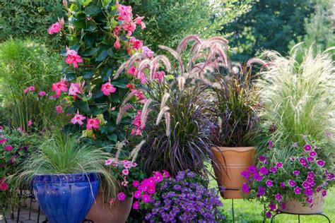 Tips for Growing Ornamental Grass in Containers