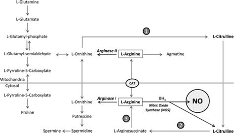 Pathways of l-Arginine synthesis and metabolism in mammals. The... | Download Scientific Diagram