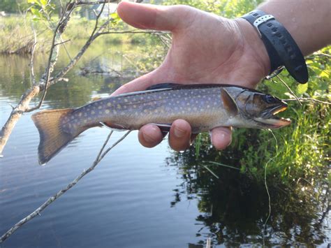 Wild Brook Trout Water Photos | Guided Fly Fishing Trips : New Hampshire, White Mountains — Hill ...