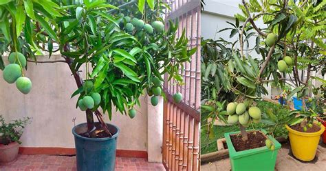 Everything About Growing Mango Tree | Mango Tree Care in Pot