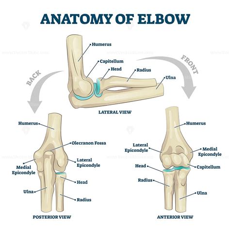 Anatomy of elbow skeletal bone structure labeled scheme vector illustration - VectorMine