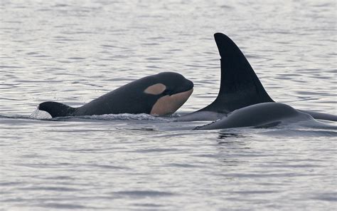 Newborn Orca Spotted Off Seattle Coast. Will the Baby Survive Its 1st ...