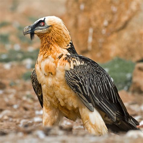 PETER'S PORTFOLIO..............Bird & Wildlife Photography: Lammergeier