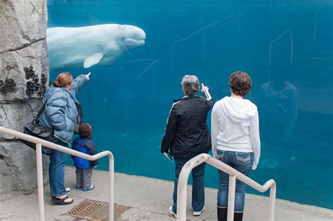 Beluga Whale at Mystic Aquarium | Dan & Sherree & Patrick