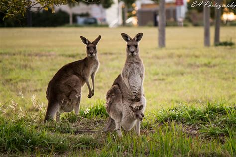 🔥 [40+] Baby Kangaroo Wallpapers | WallpaperSafari