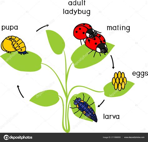 Life Cycle Ladybug Sequence Stages Development Ladybug Egg Adult Insect — Stock Vector ...