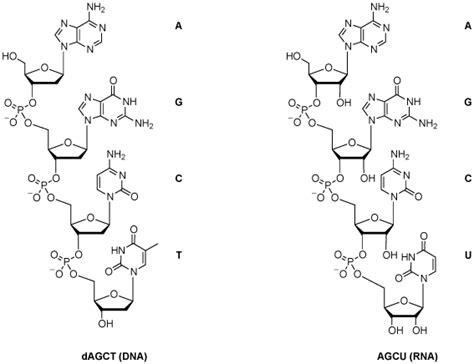 cell biology - Why is DNA double stranded and RNA single stranded? - Biology Stack Exchange