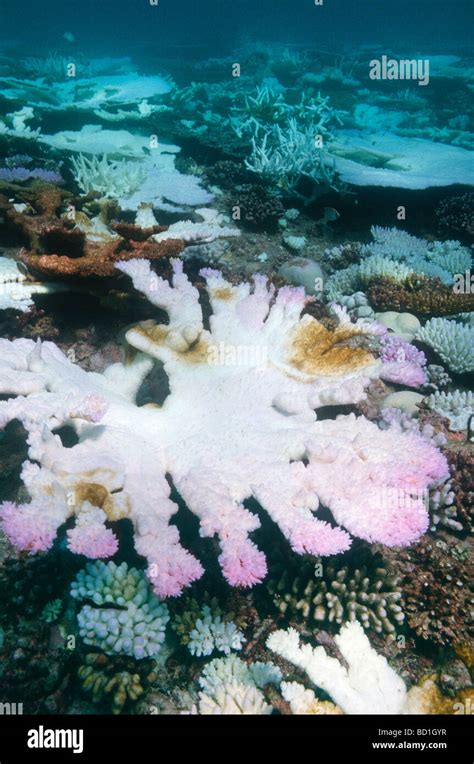 Coral bleaching Maldives Indian Ocean Stock Photo - Alamy