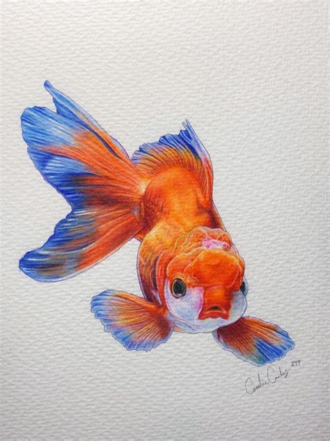 Original Goldfish Colored Pencil Drawing | Koi fish drawing, Goldfish art, Fish drawings