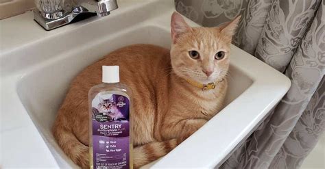 6 Best Flea Shampoos for Cats in 2024 [Detailed Reviews]