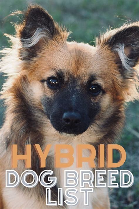 Mixed Dog Breeds: Over 1,000 Hybrid Dogs!