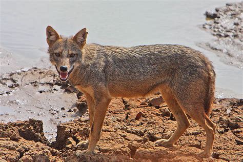 Jackal - Wikipedia