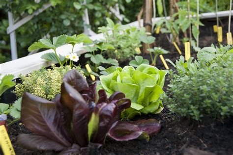 Urban Gardens: How to Plant in a Small Space