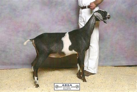 Humfleet's Nubian Dairy Goat History - Humfleet's Nubian Dairy Goats