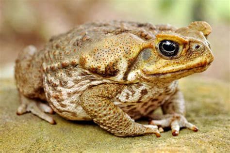 Iconic: Ms Cook says the cane toad is associated with Queensland. [File photo] - ABC News ...