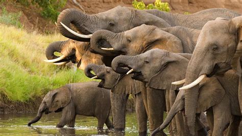 Ensuring a world where elephants aren't the next dinosaurs | GEF