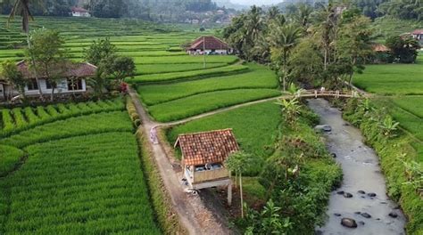 Suasana Kampung Sawah Cijenuk yang Memesona