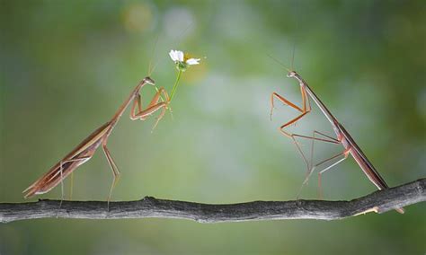 Yudy Sauw's photographs of a praying mantis' mating ritual | Daily Mail ...