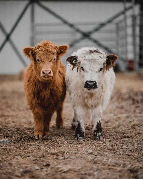 Pin van Kami Quade op Fuzzy cows🥰 | Schattige dieren, Dieren en huisdieren, Schattigste dieren