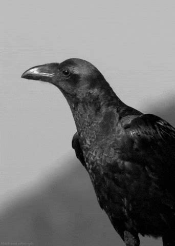 Crow GIFs - Find & Share on GIPHY