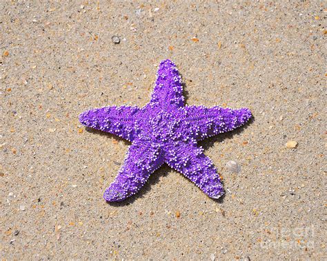 Purple Starfish Art